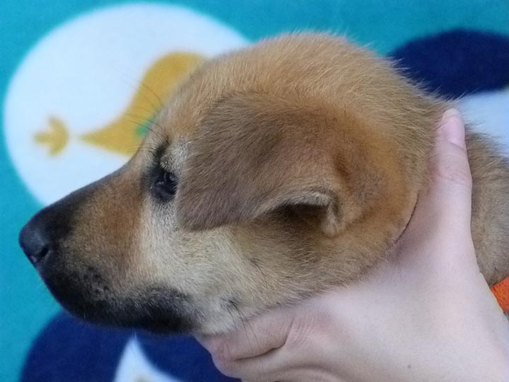 chinook puppy